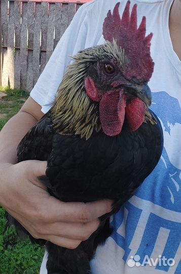 Молодые петухи