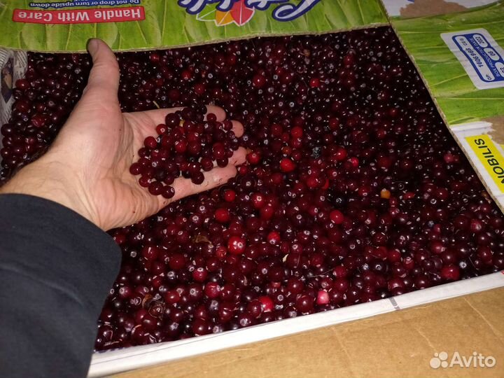 Брусника, клюква, черника, орех. Доставка