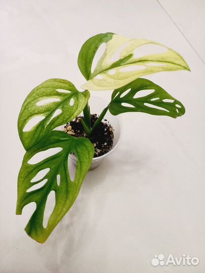 Монстера адансона триколор