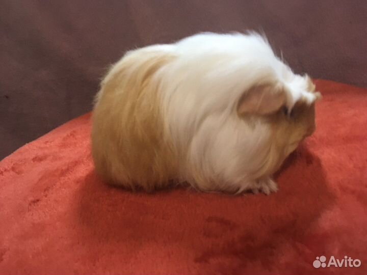 Морская свинка коронет