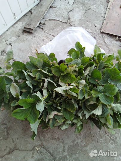 Рассада клубники ранняя