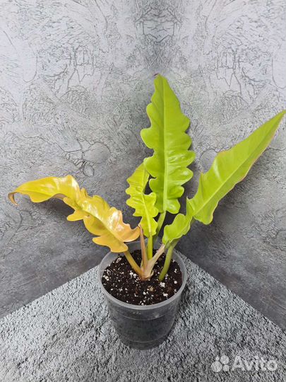 Филодендрон Золотой крокодил