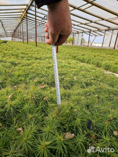 Саженцы сосны обыкновенной зкс оптом