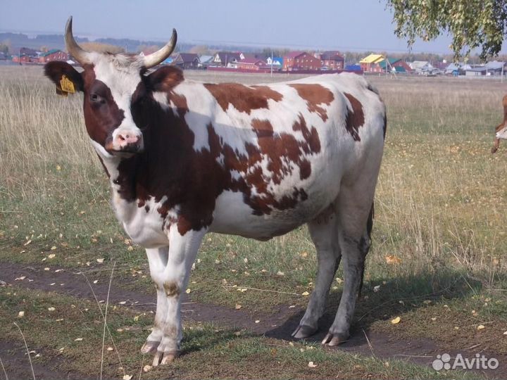 Корова яловая айрширская дойная