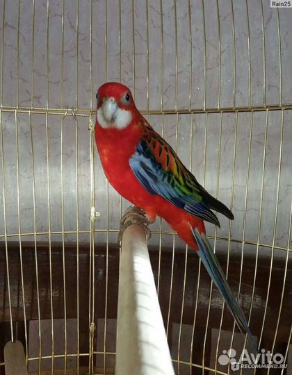 Попугай Розелла красный самец