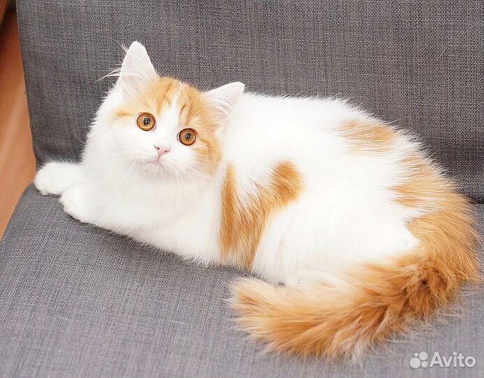 Хайленд страйт