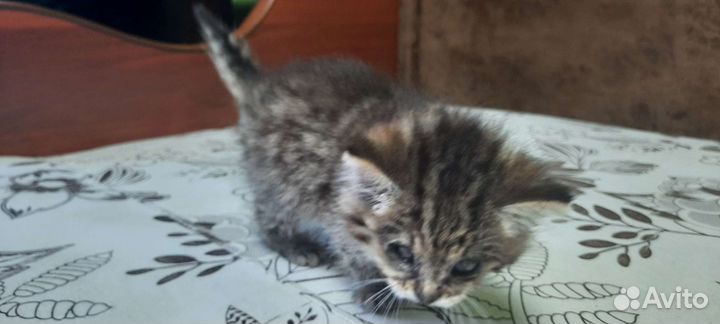 Кошка в дар