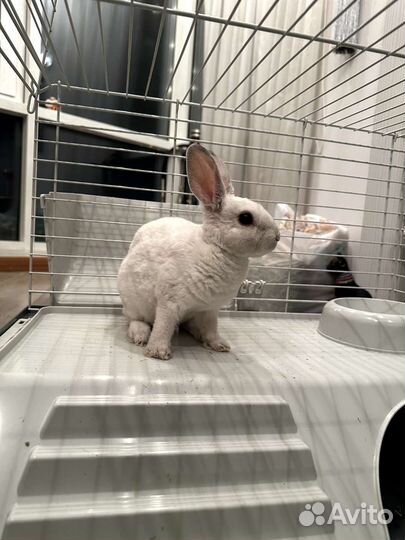 Кролик карликовый рекс