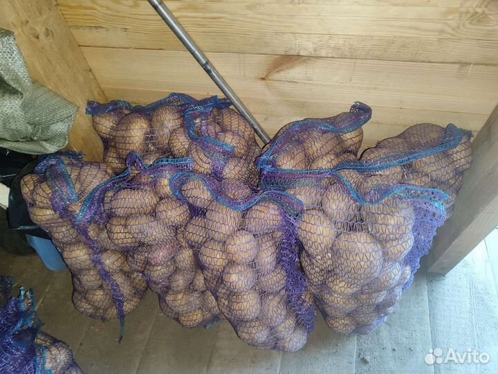 Свежий Картофель