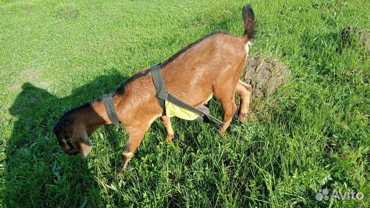 Фартуки для козлов