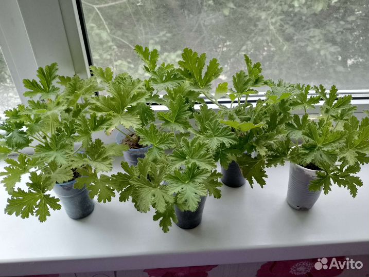 Герань лимонная