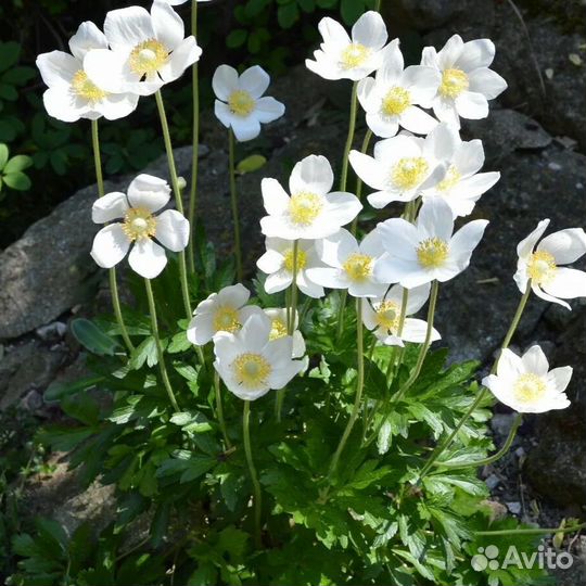 Многолетние цветы