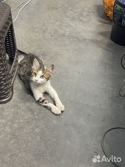 Котята в добрые руки бесплатно