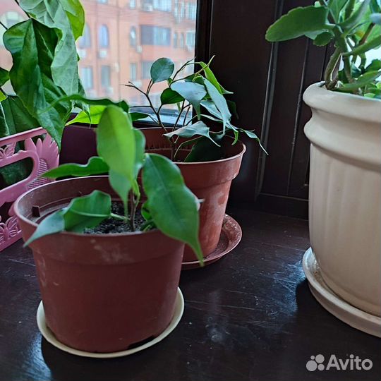 Фикус бенджамина