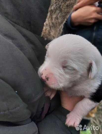 Спасёныши ищут дом