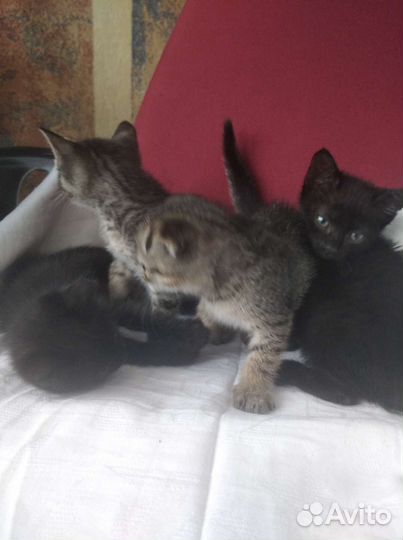 От кошки британки