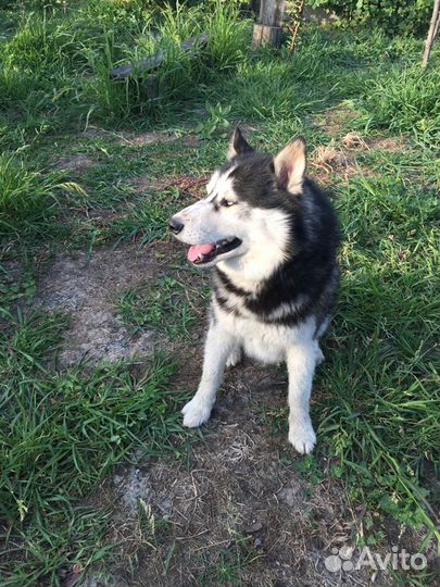 Кобель для вязки