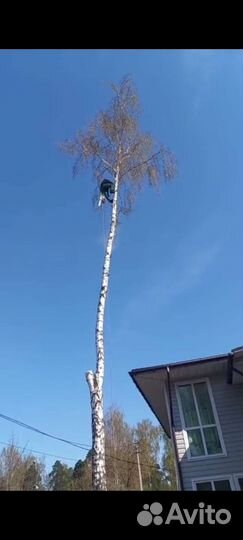 Удаление деревьев