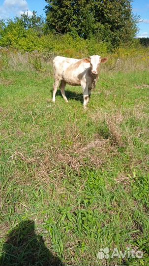 Телята, козы