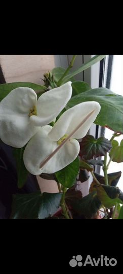 Цветы домашние в горшках