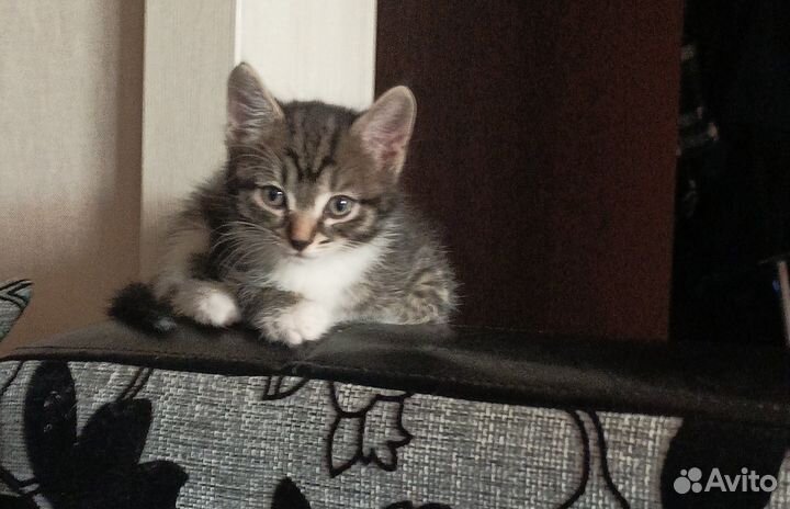 Серый котенок 2 месяца
