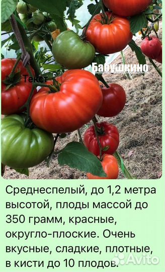 Рассада помидор