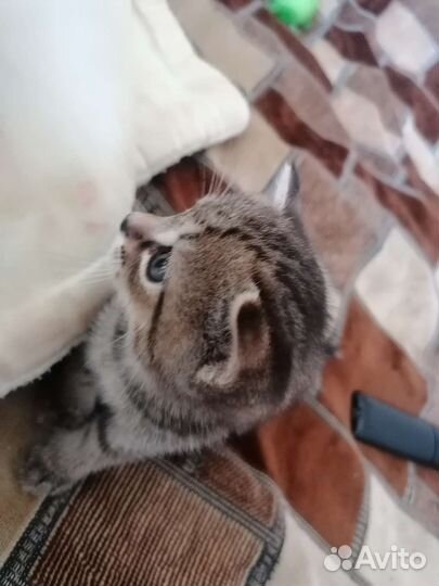 Отдам бесплатно