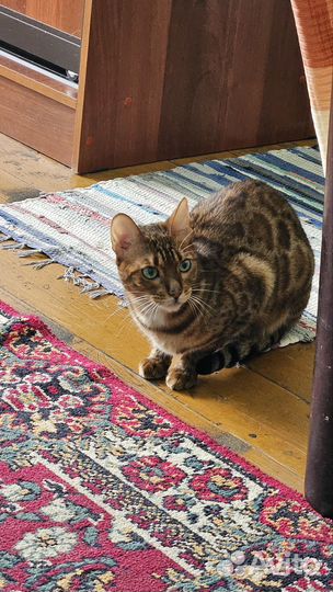 Бенгальская кошка в добрые руки