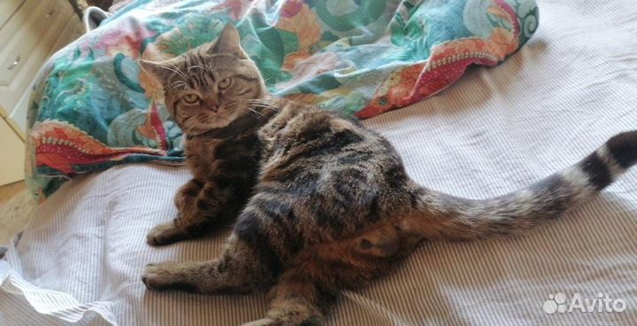 Британский кот