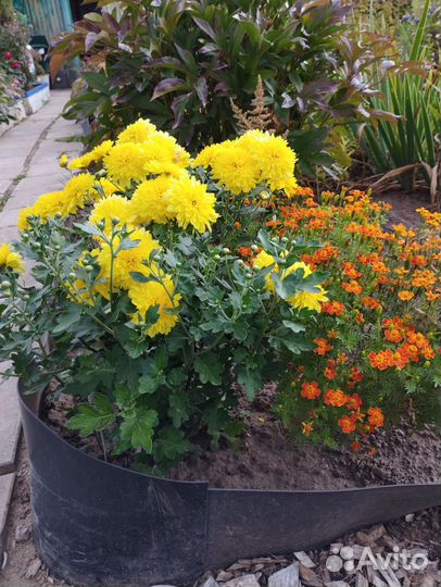 Хризантема Мишель