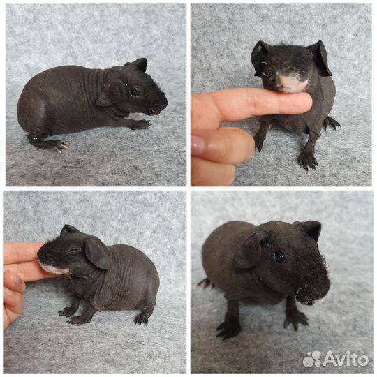 Морская свинка скинни девочки