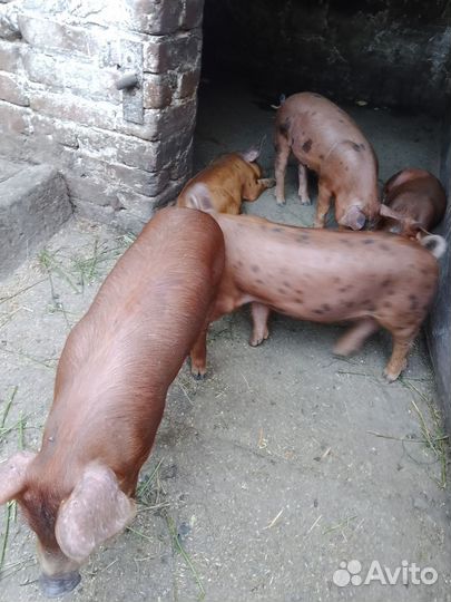 Продаются поросята