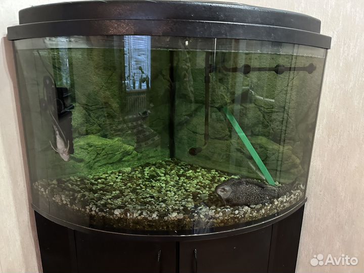 Аквариум
