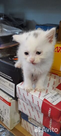 Котенок в добрые руки