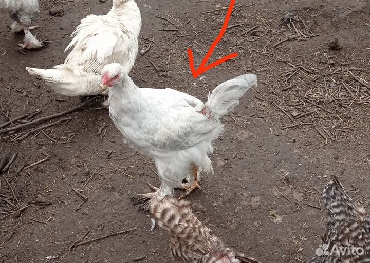 Индоутки Франция. Брама, амераукана петушки