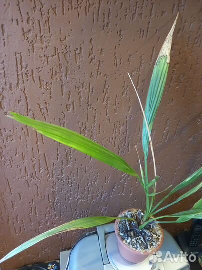 Финиковая пальма, 7 лет