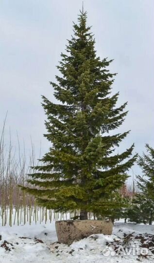 Пихта сибирская