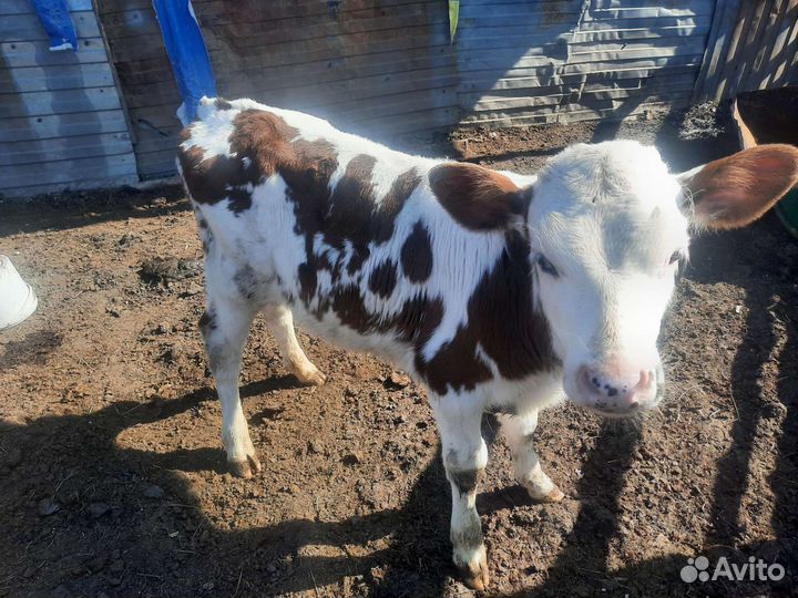 Джерси голштины