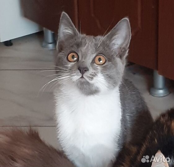 Котята в добрые руки мальчики и девочки