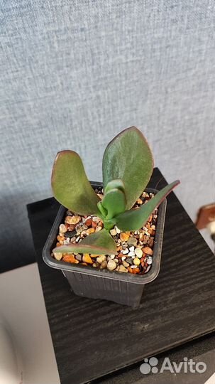 Крассула обликва