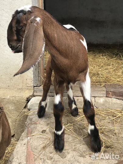 Нубийские козлята лучших линий России и Европы