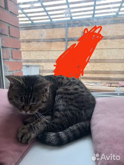 Кошка породистая