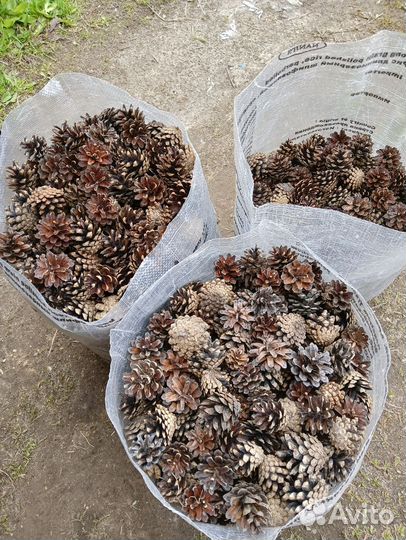 Шишки сосновые для декора, творчества
