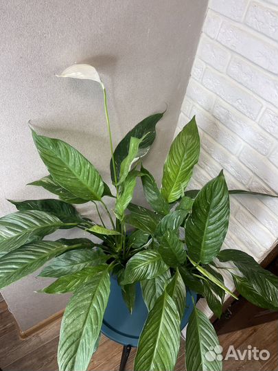 Спатифиллум diamond комнатные цветы