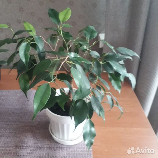 Продам цветы комнатные