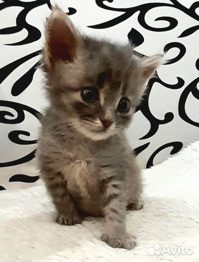 Котенок мальчик бесплатно