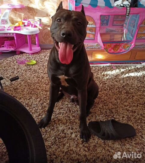 Питбультерьер вязка