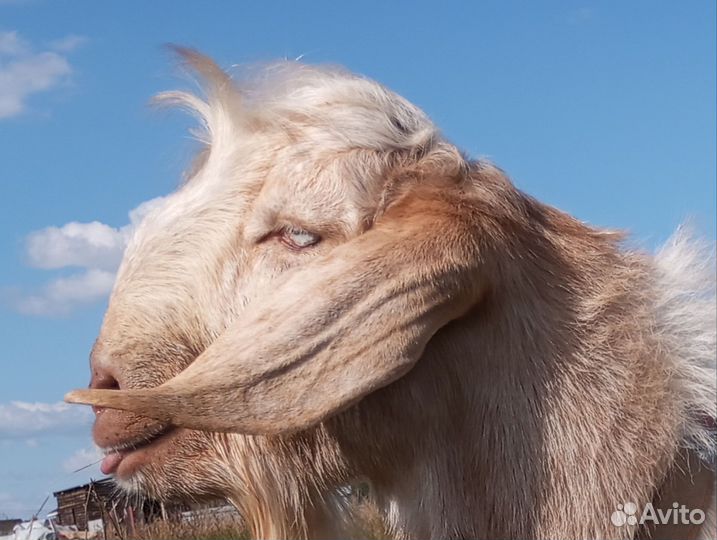 Козёл Шами