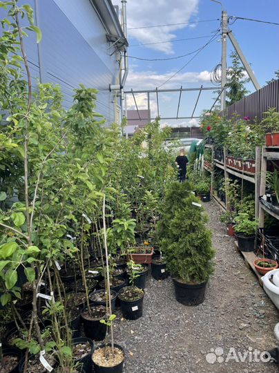 Туя смарагд 120 см