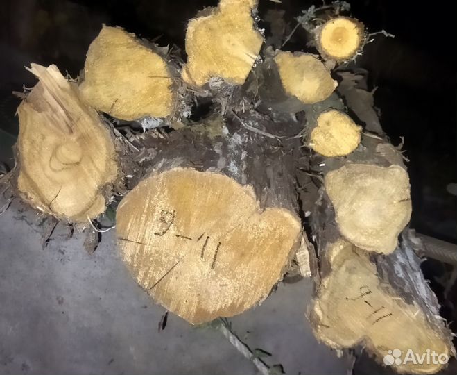 Стволы можжевельника